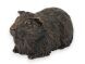 Cochon d'Inde urne